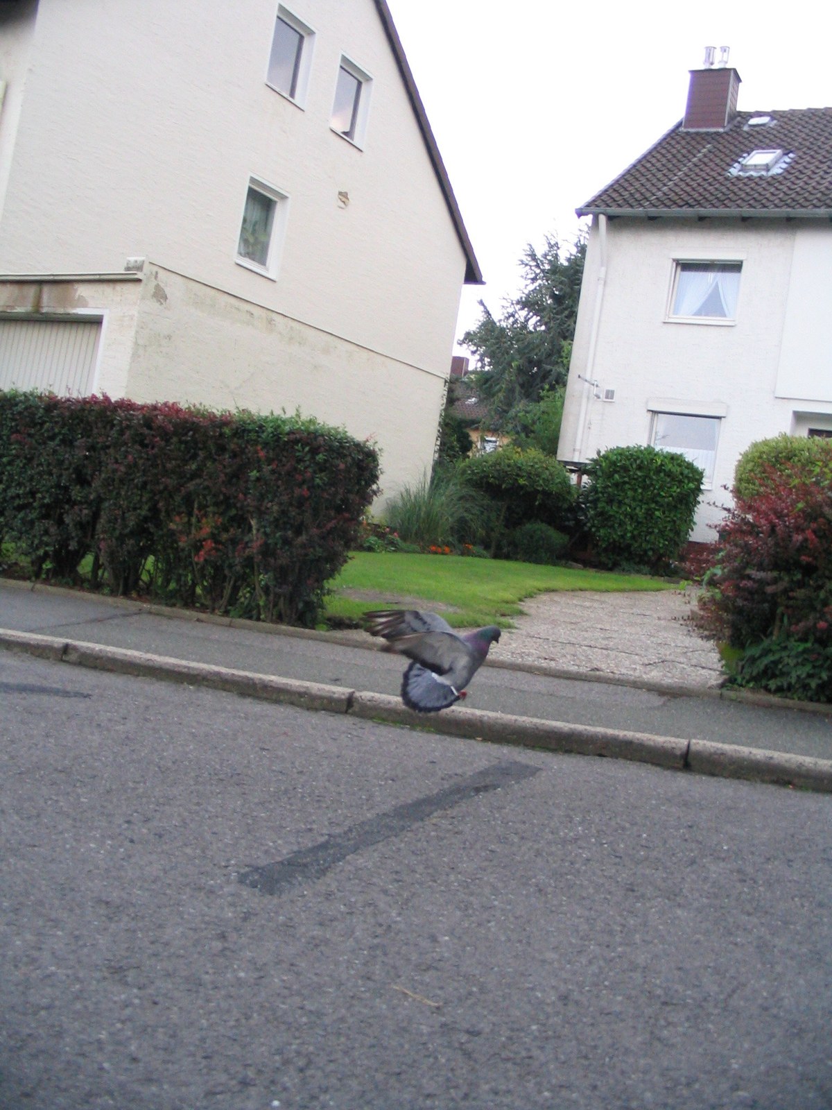 Eine Taube fliegt knapp über einer Wohnstraße mit weißen Einfamilienhäusern auf