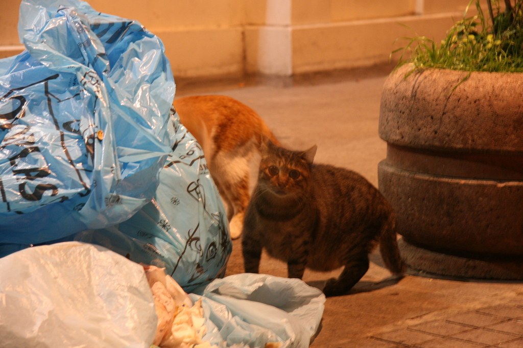 Zwei Straßenkatzen nachts zwischen blauen Müllsäcken